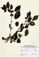 藏品(華南苧麻)的圖片